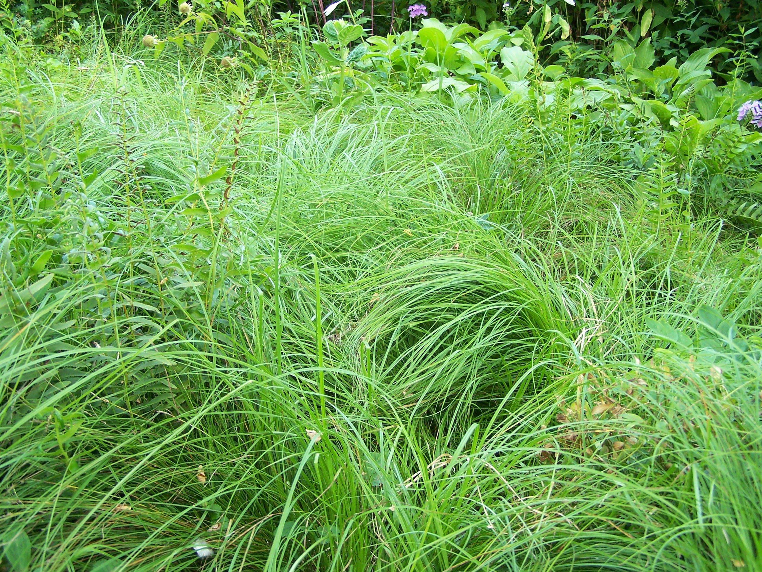 Growing Pennsylvania sedge (Carex pensylvanica) in a garden or as a lawn alternative 2
