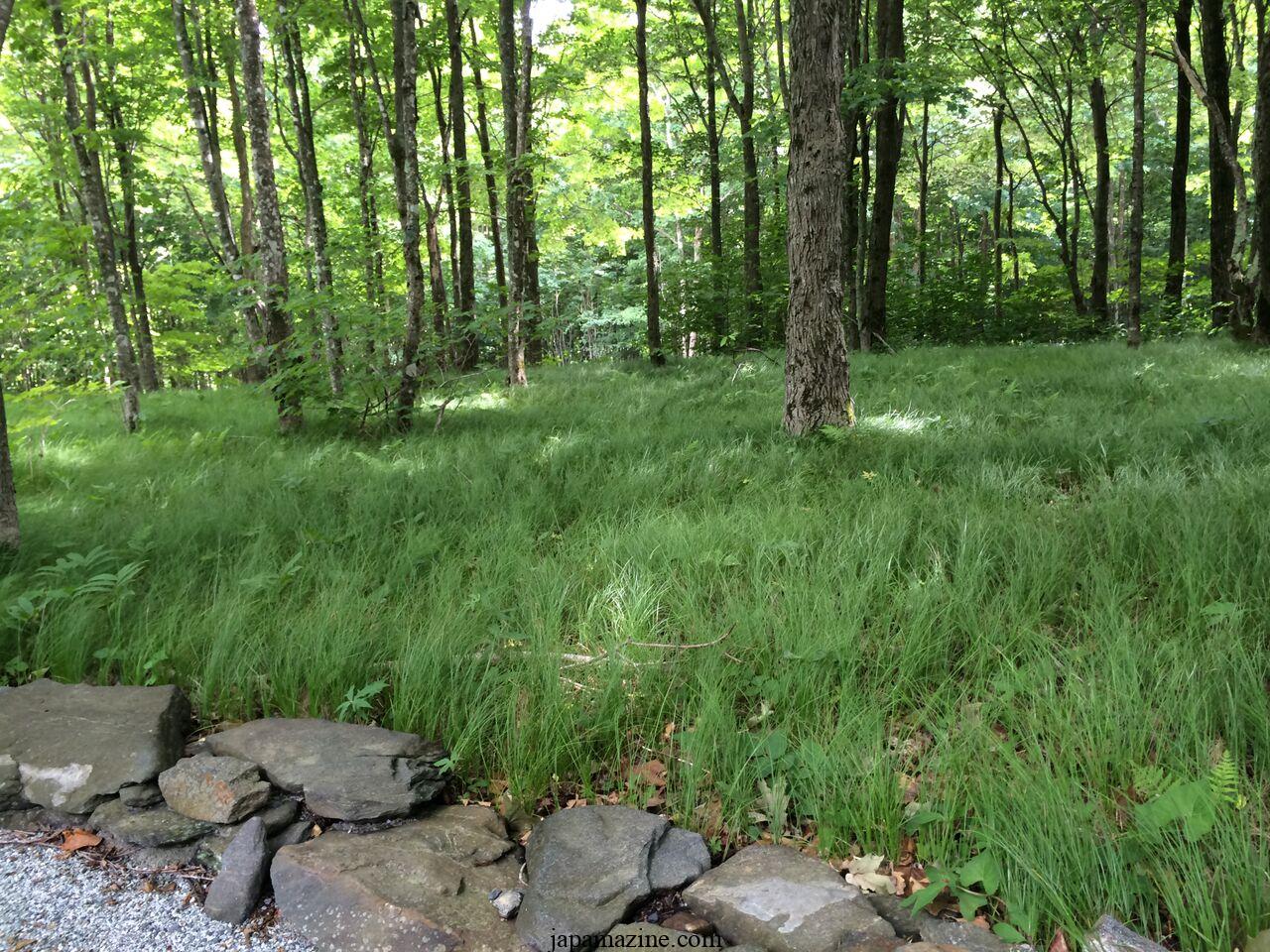 Growing Pennsylvania sedge (Carex pensylvanica) in a garden or as a lawn alternative 3