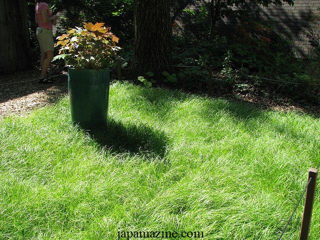 Growing Pennsylvania sedge (Carex pensylvanica) in a garden or as a lawn alternative 4