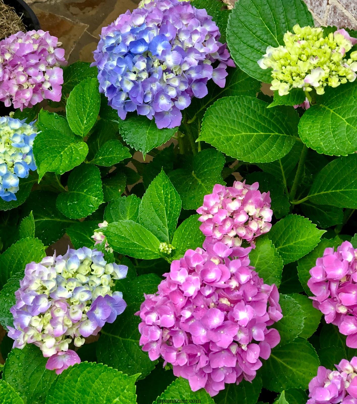 When to plant hydrangeas: A step-by-step guide to planting hydrangeas