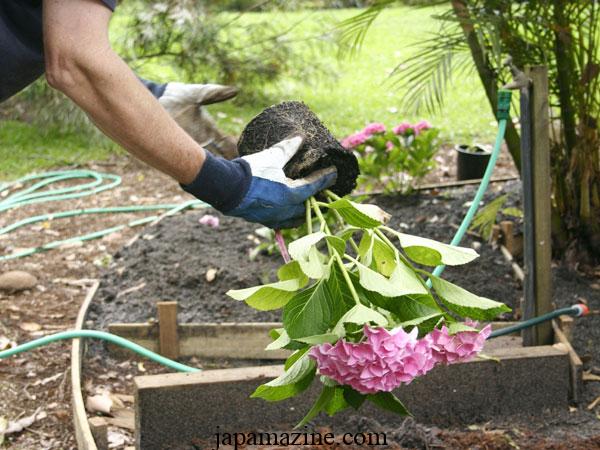 When to plant hydrangeas: A step-by-step guide to planting hydrangeas 2
