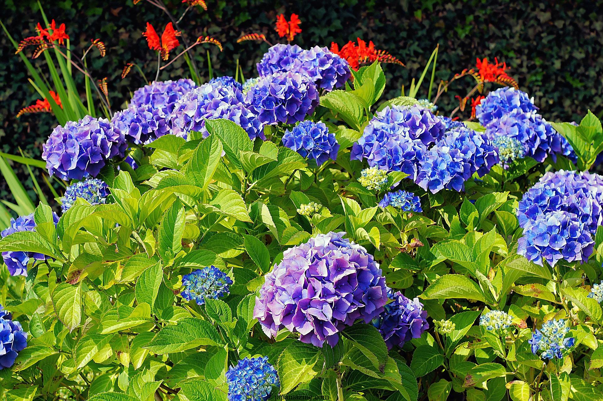 When to plant hydrangeas: A step-by-step guide to planting hydrangeas 3